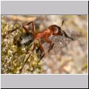 Formica -Serviformica- sanguinea - Blutrote Raubameise 15 9mm.jpg